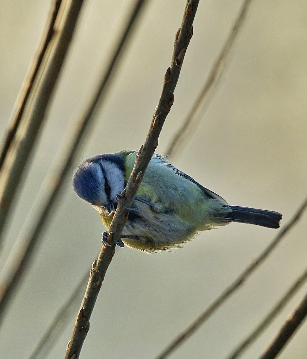 Herrerillo Común - ML647695428