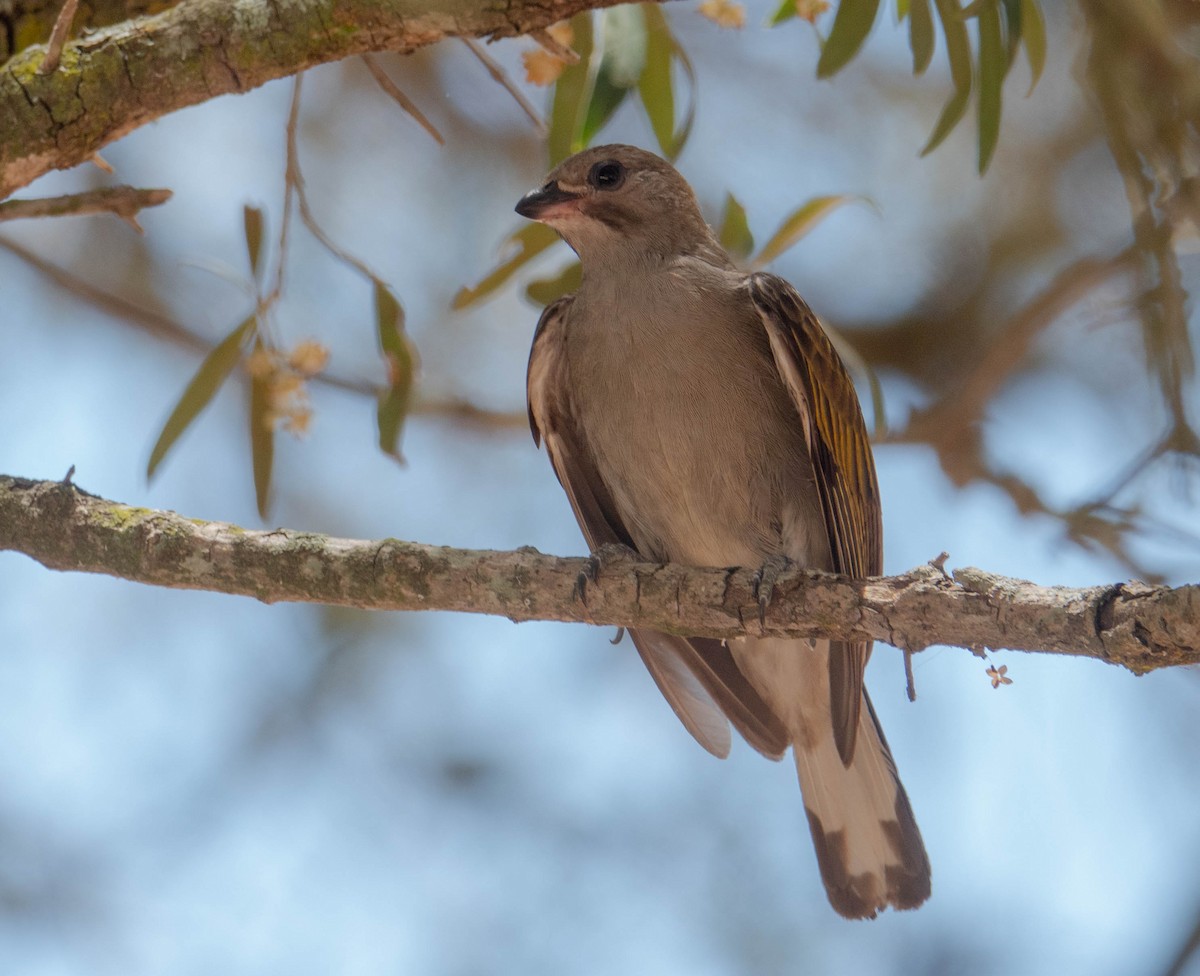Lesser Honeyguide - ML647695430
