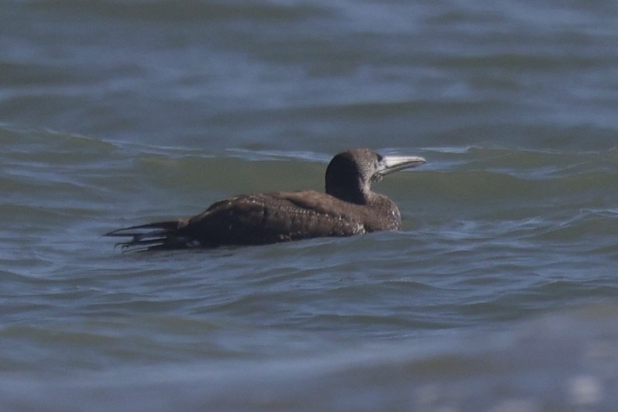 Alcatraz Atlántico - ML647695431