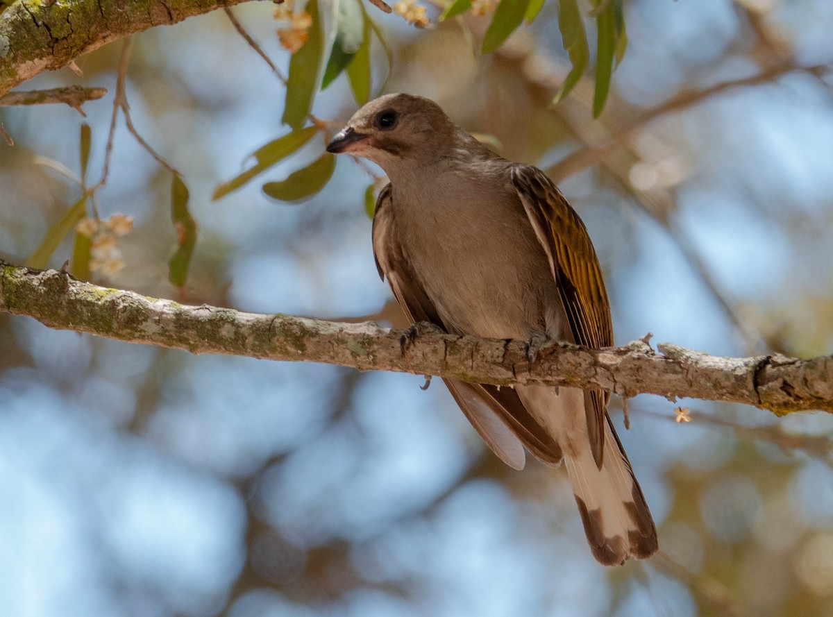 Lesser Honeyguide - ML647695438