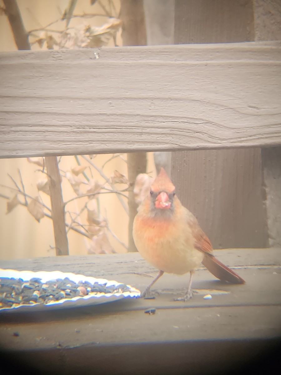 ショウジョウコウカンチョウ - ML647695461