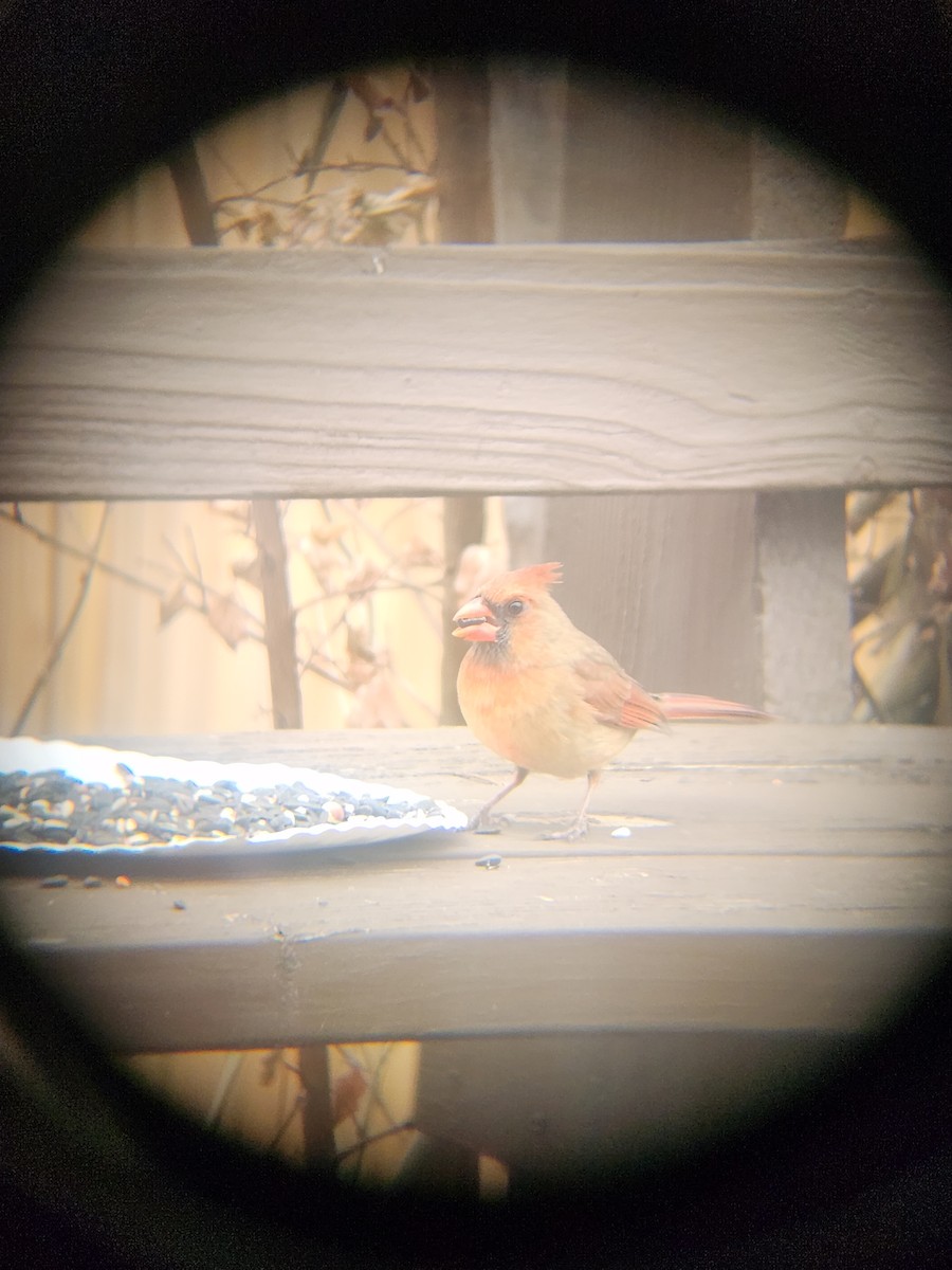 ショウジョウコウカンチョウ - ML647695462