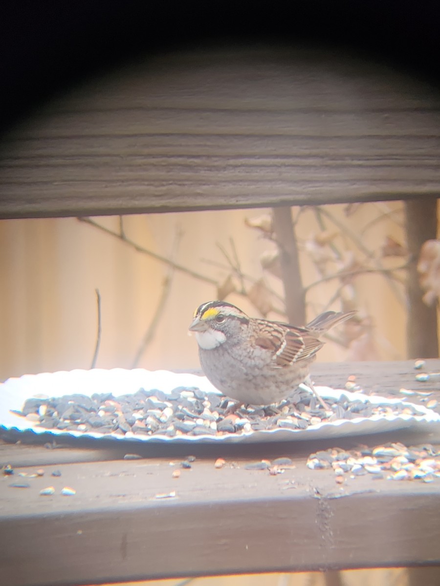 ノドジロシトド - ML647695476