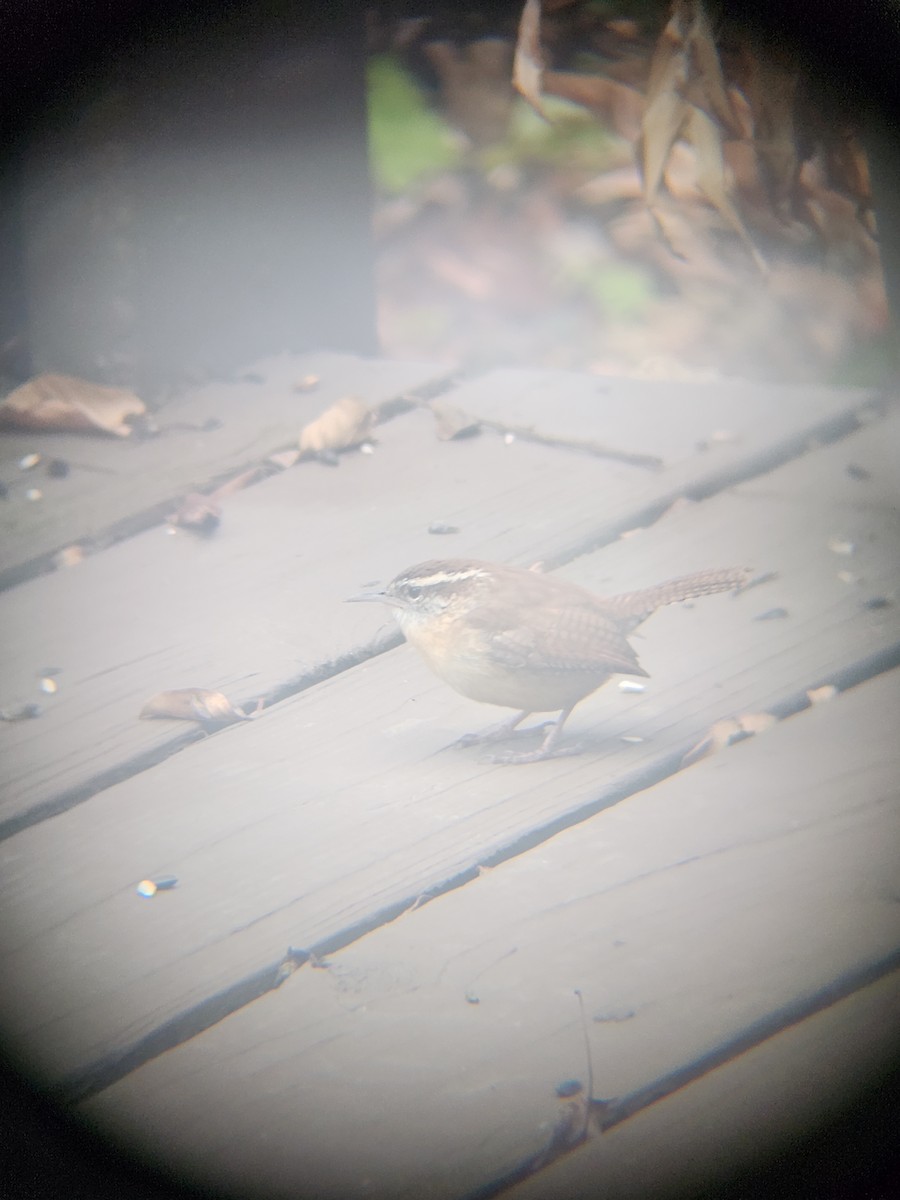 チャバラマユミソサザイ - ML647695486