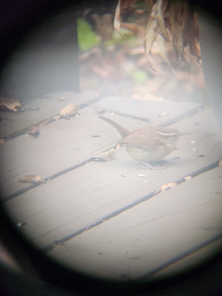 チャバラマユミソサザイ - ML647695487