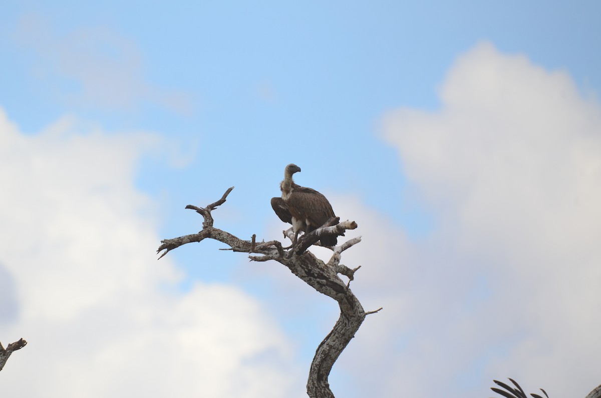 Ak Sırtlı Akbaba - ML647695505