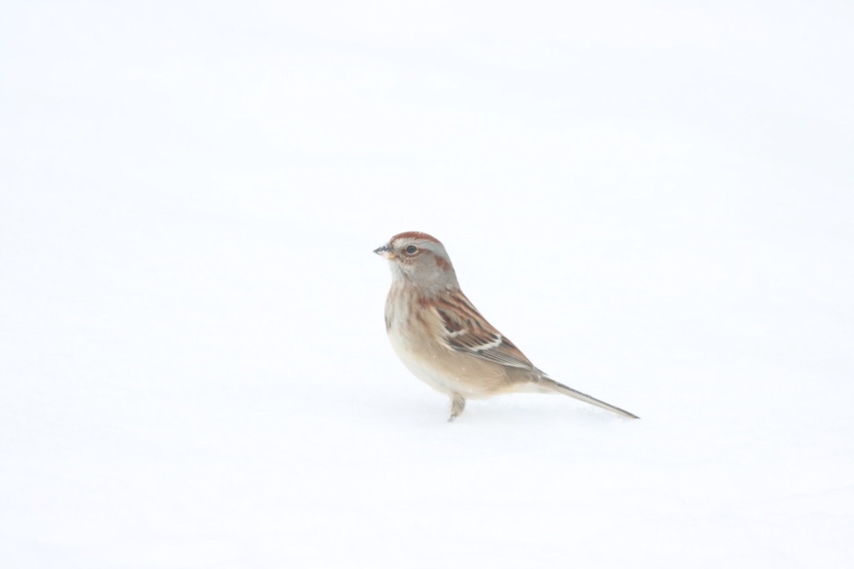 American Tree Sparrow - ML647695509