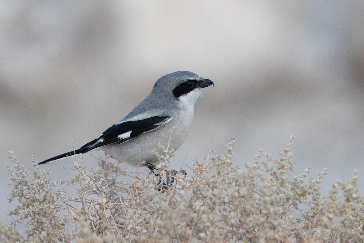 Loggerhead Shrike - ML647695513
