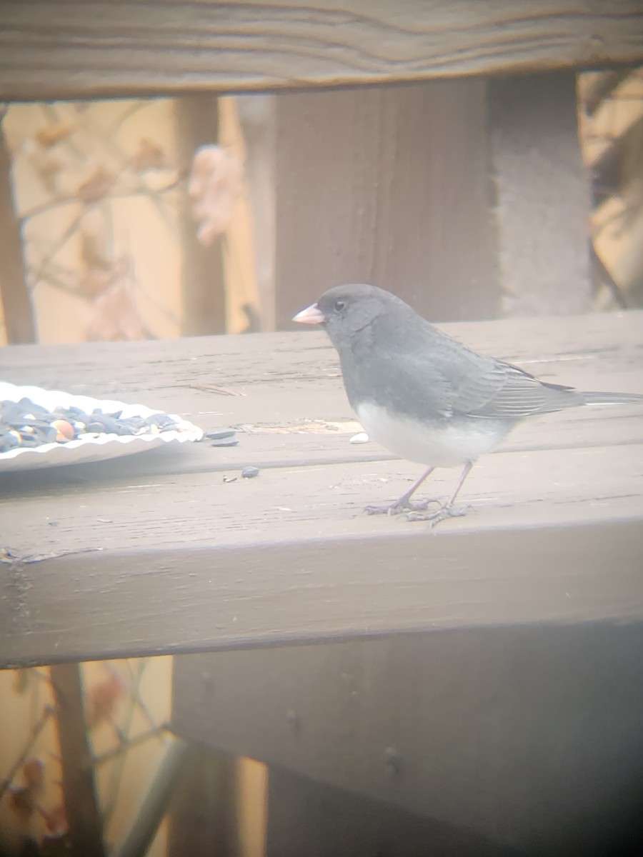 ユキヒメドリ - ML647695516