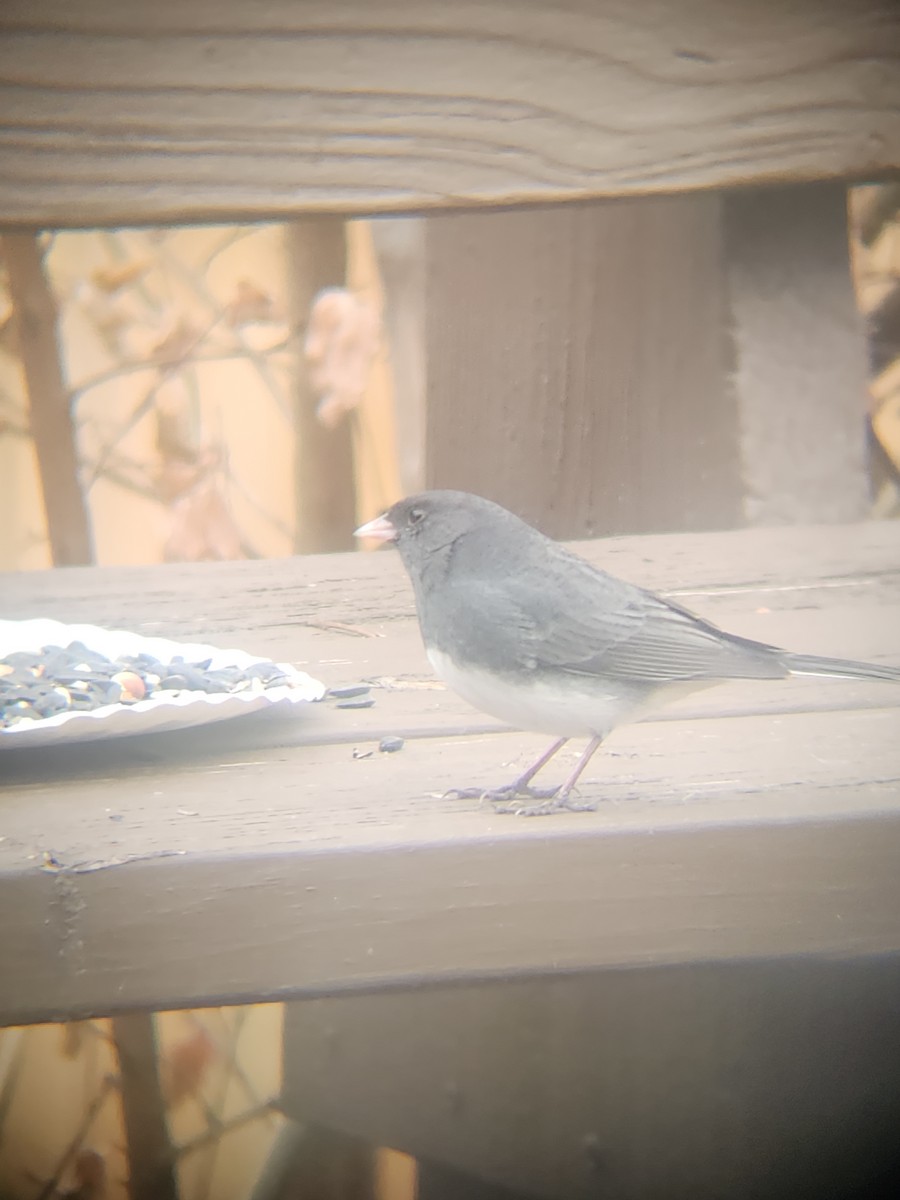 ユキヒメドリ - ML647695517