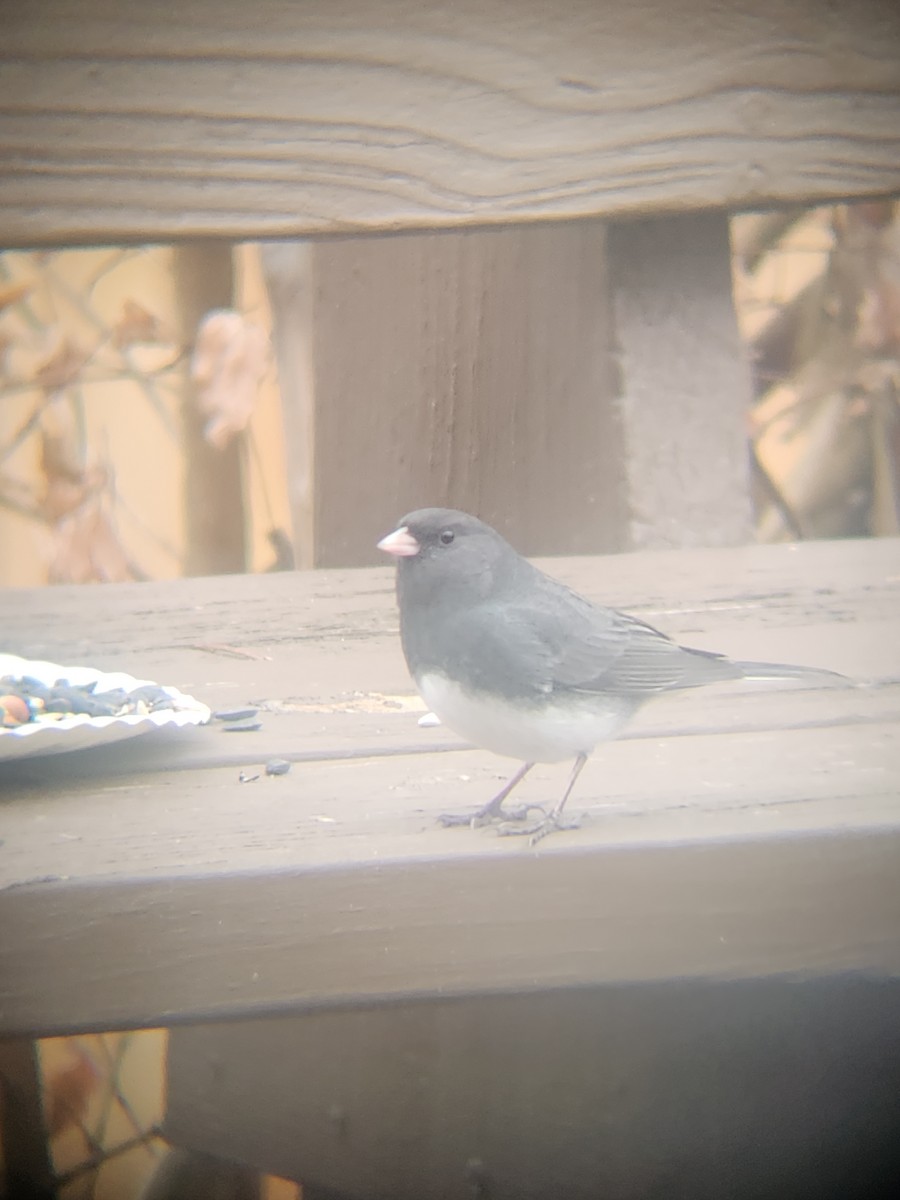 ユキヒメドリ - ML647695518