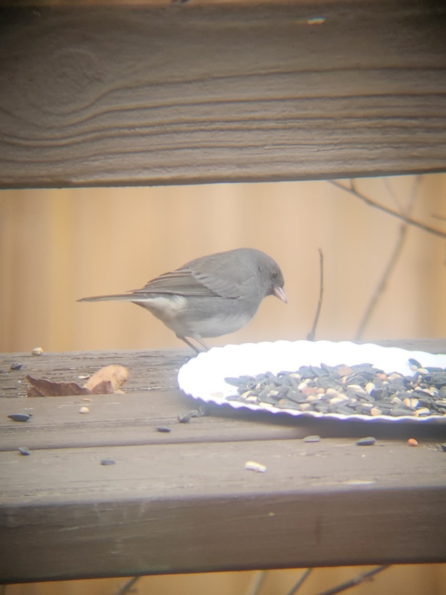 ユキヒメドリ - ML647695519