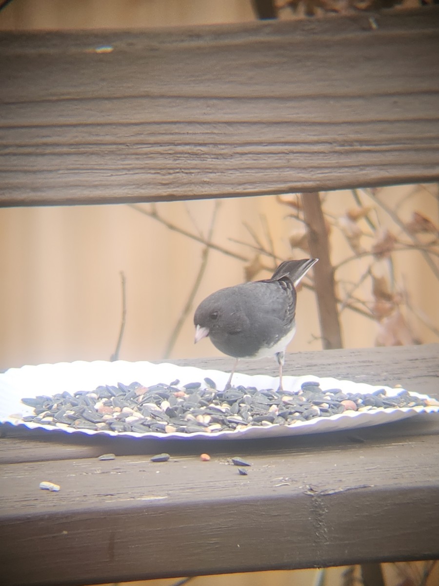 ユキヒメドリ - ML647695520