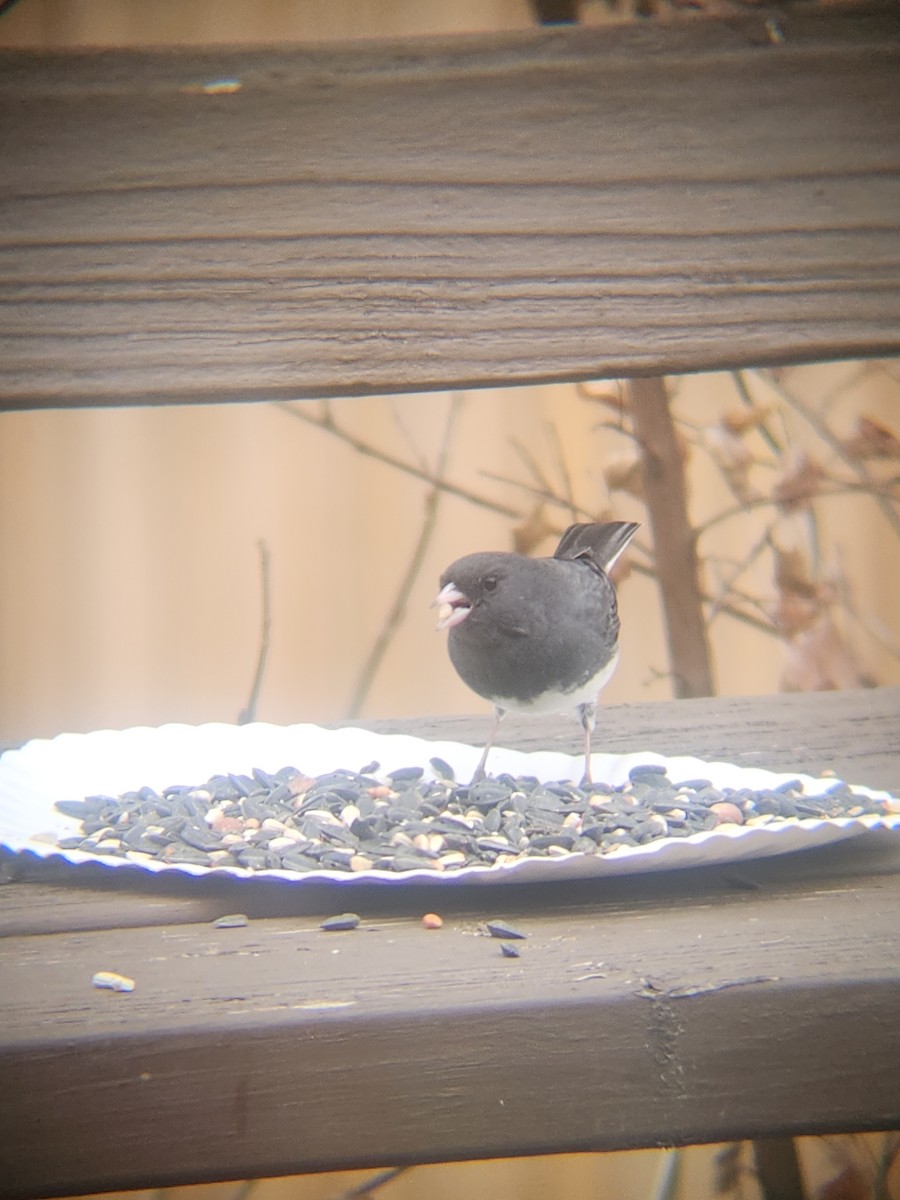 ユキヒメドリ - ML647695521