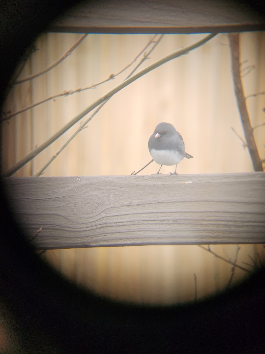 ユキヒメドリ - ML647695522