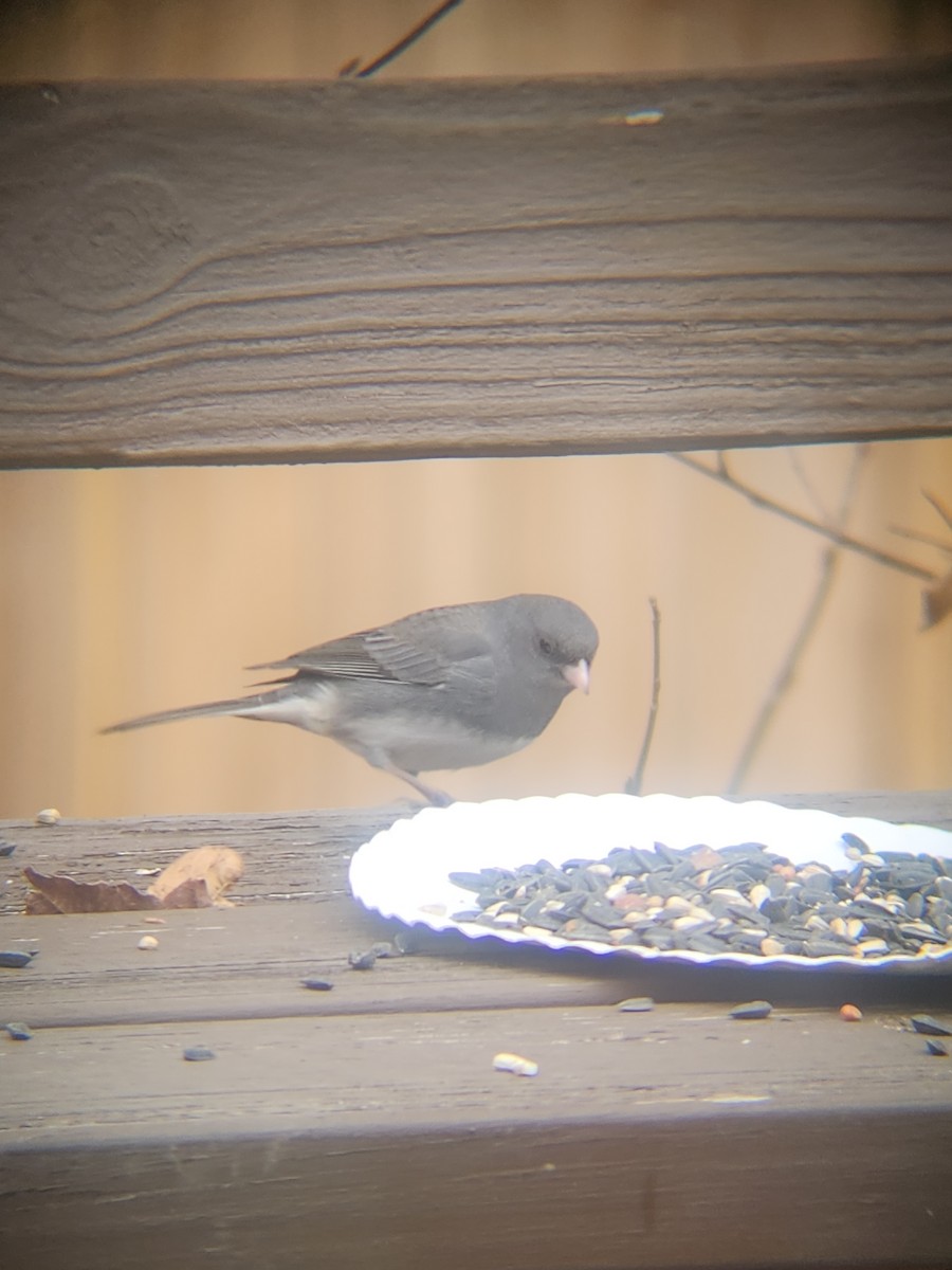 ユキヒメドリ - ML647695523