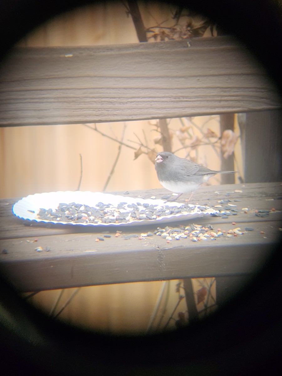 Dark-eyed Junco - ML647695525