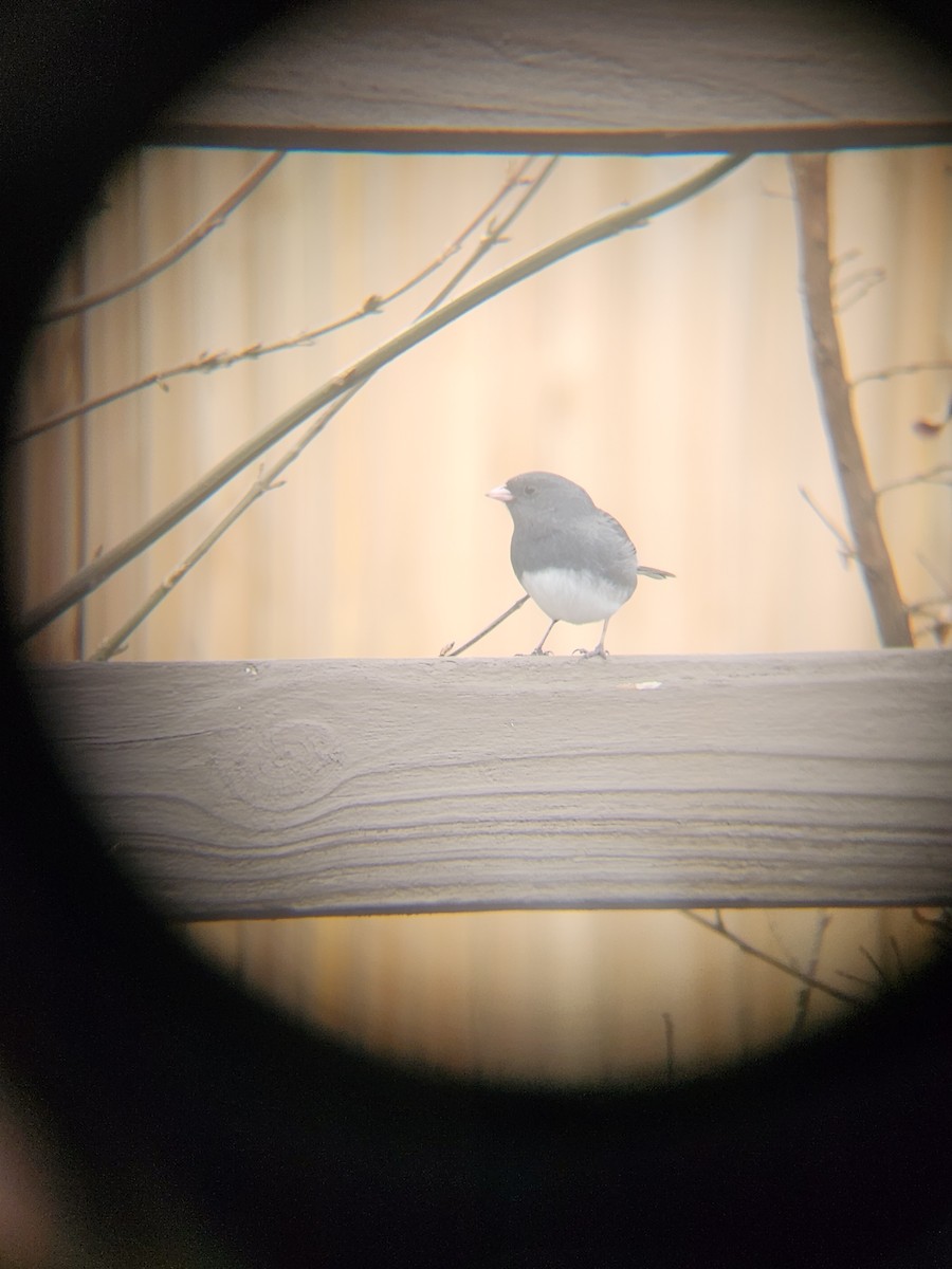 Dark-eyed Junco - ML647695527