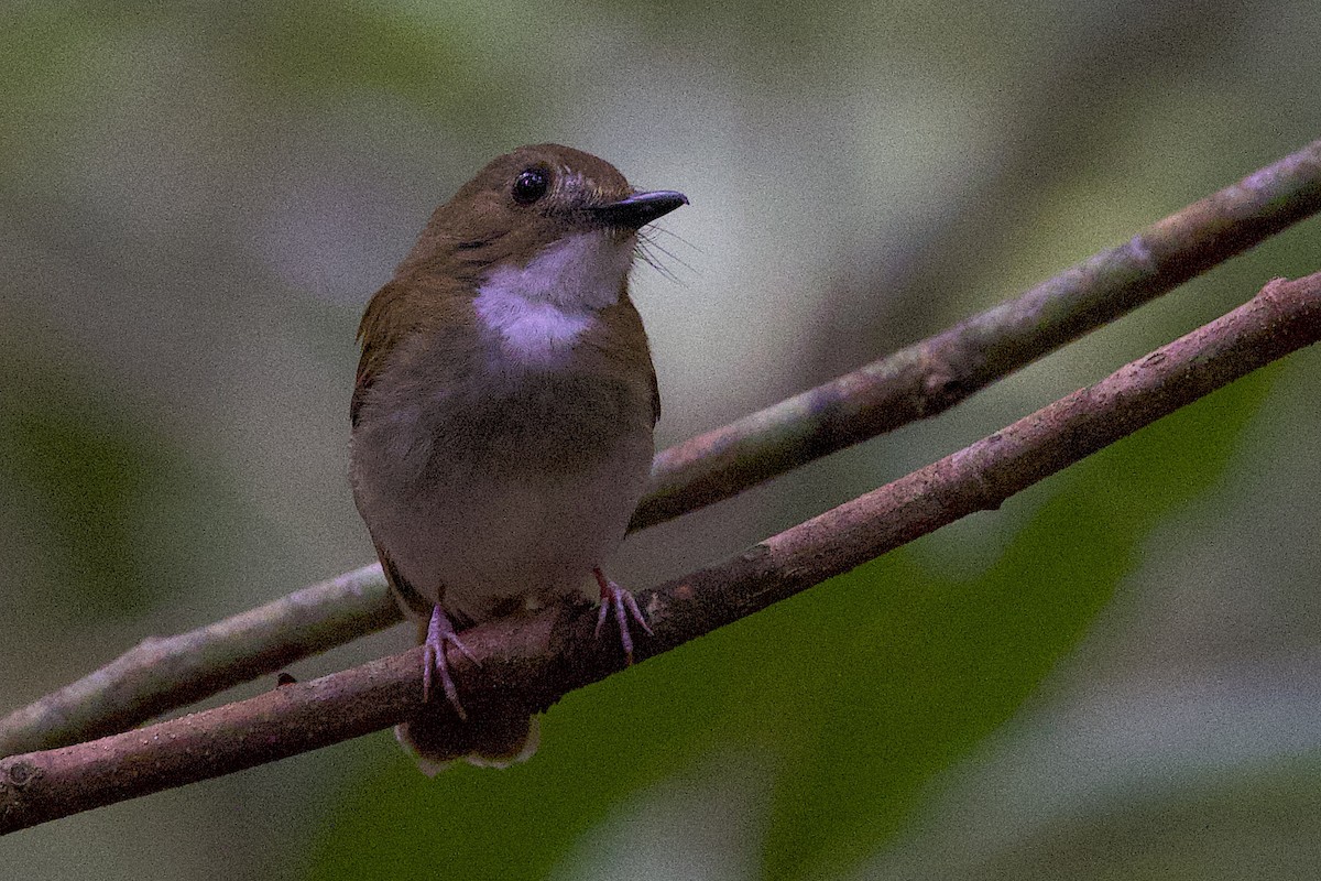 Gray-chested Jungle Flycatcher - ML647695539