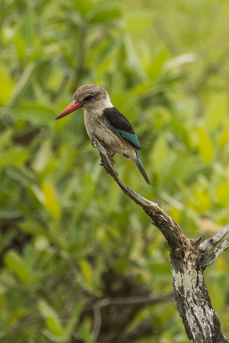 Brown-hooded Kingfisher - ML647695540