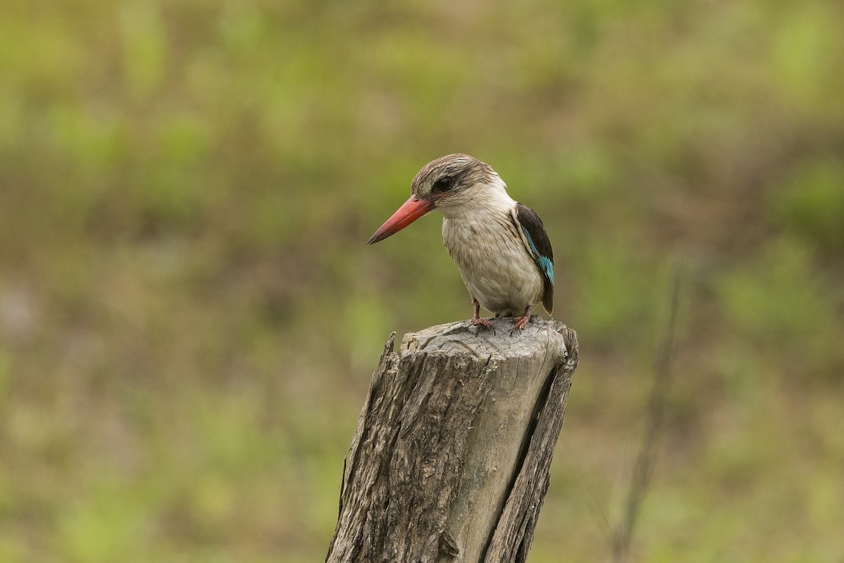 Brown-hooded Kingfisher - ML647695541