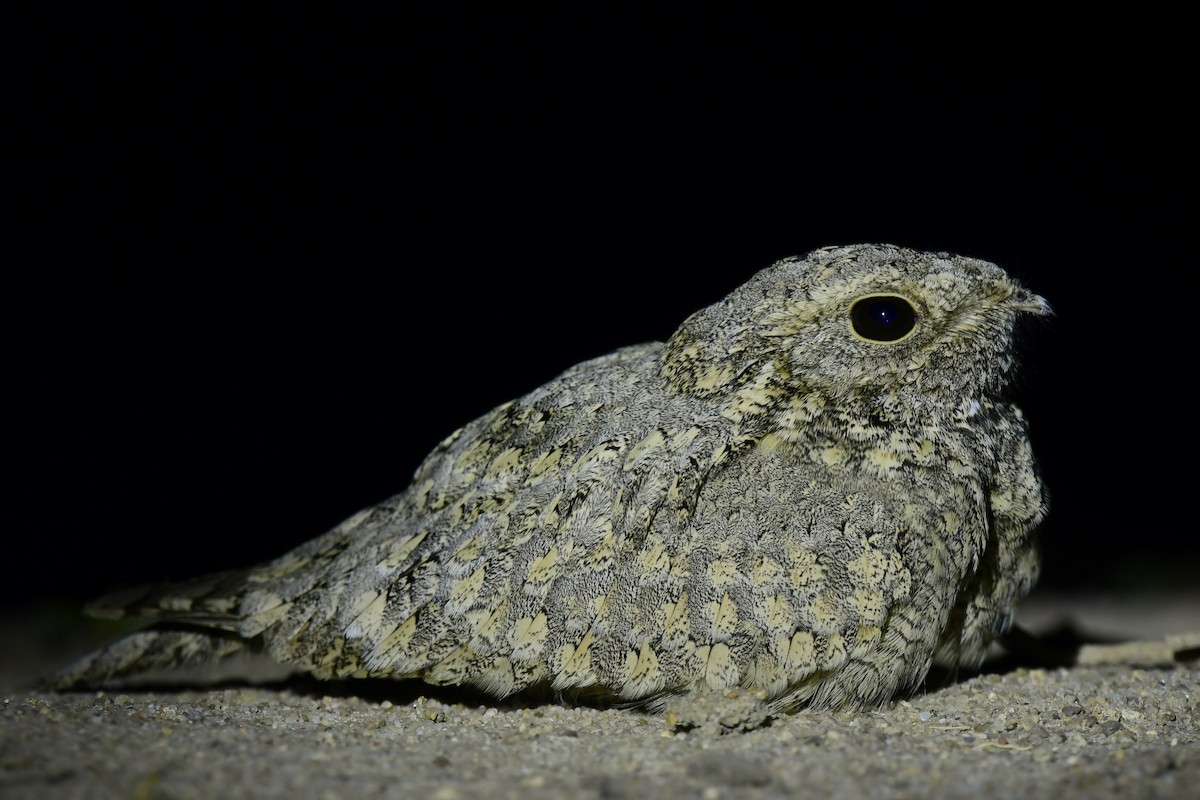 Sykes's Nightjar - ML647695544