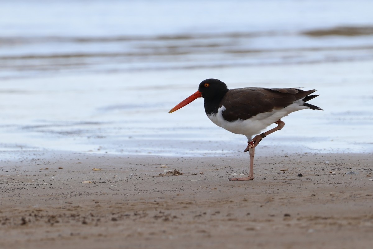 American Oystercatcher - ML647695546