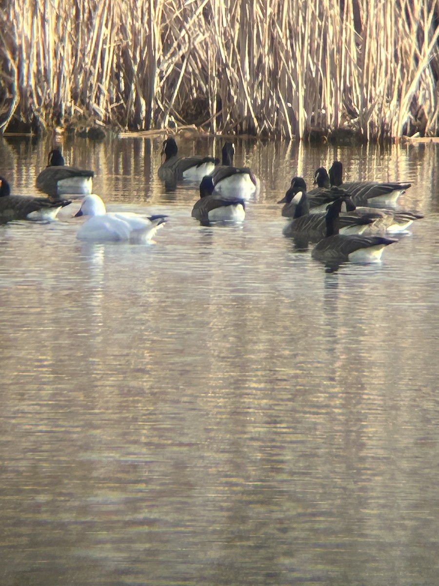 Snow Goose - ML647695548