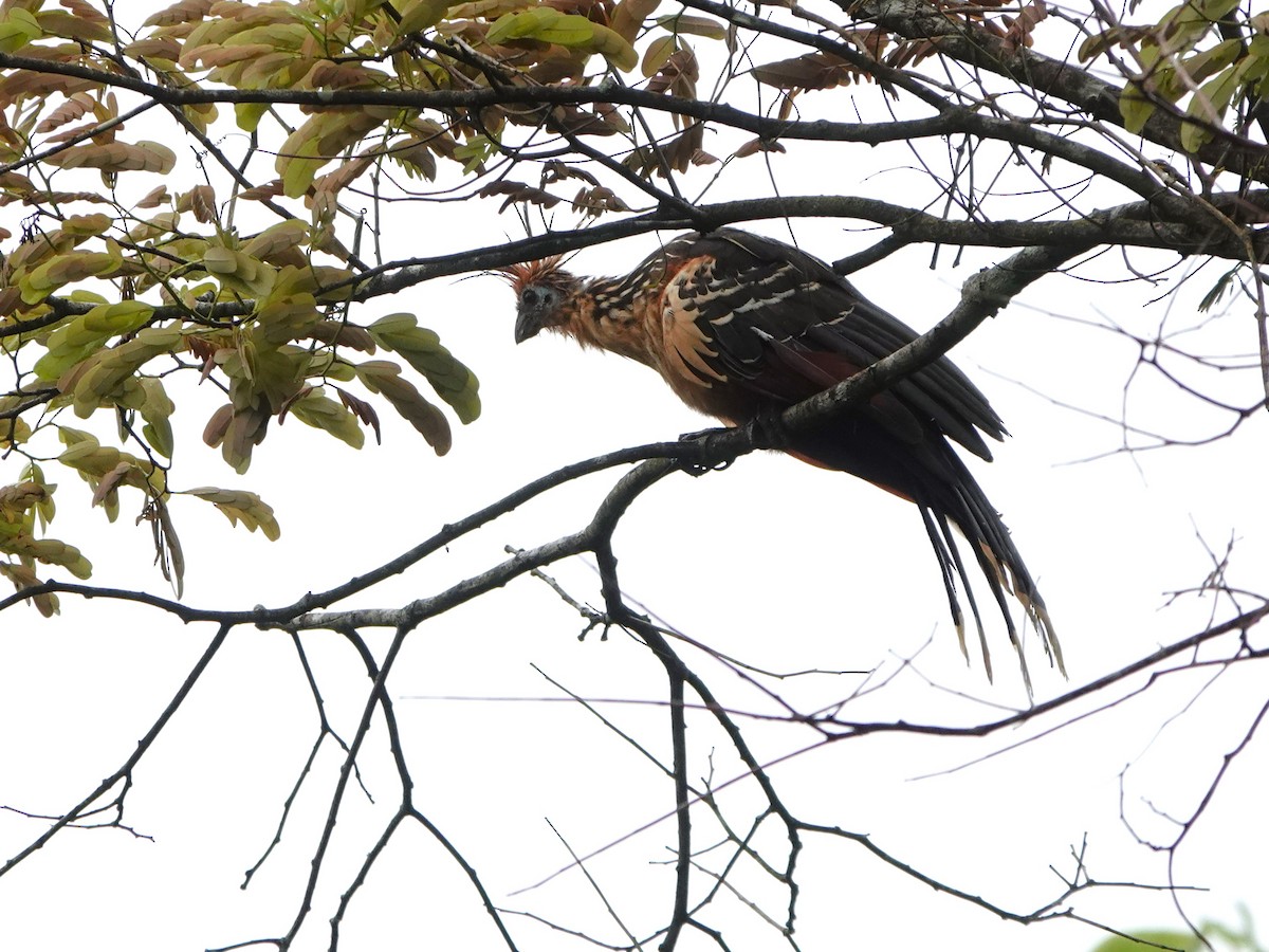 Hoatzin - ML647695549