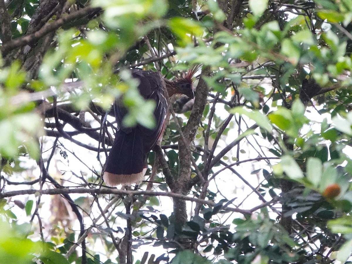 Hoatzin - ML647695550