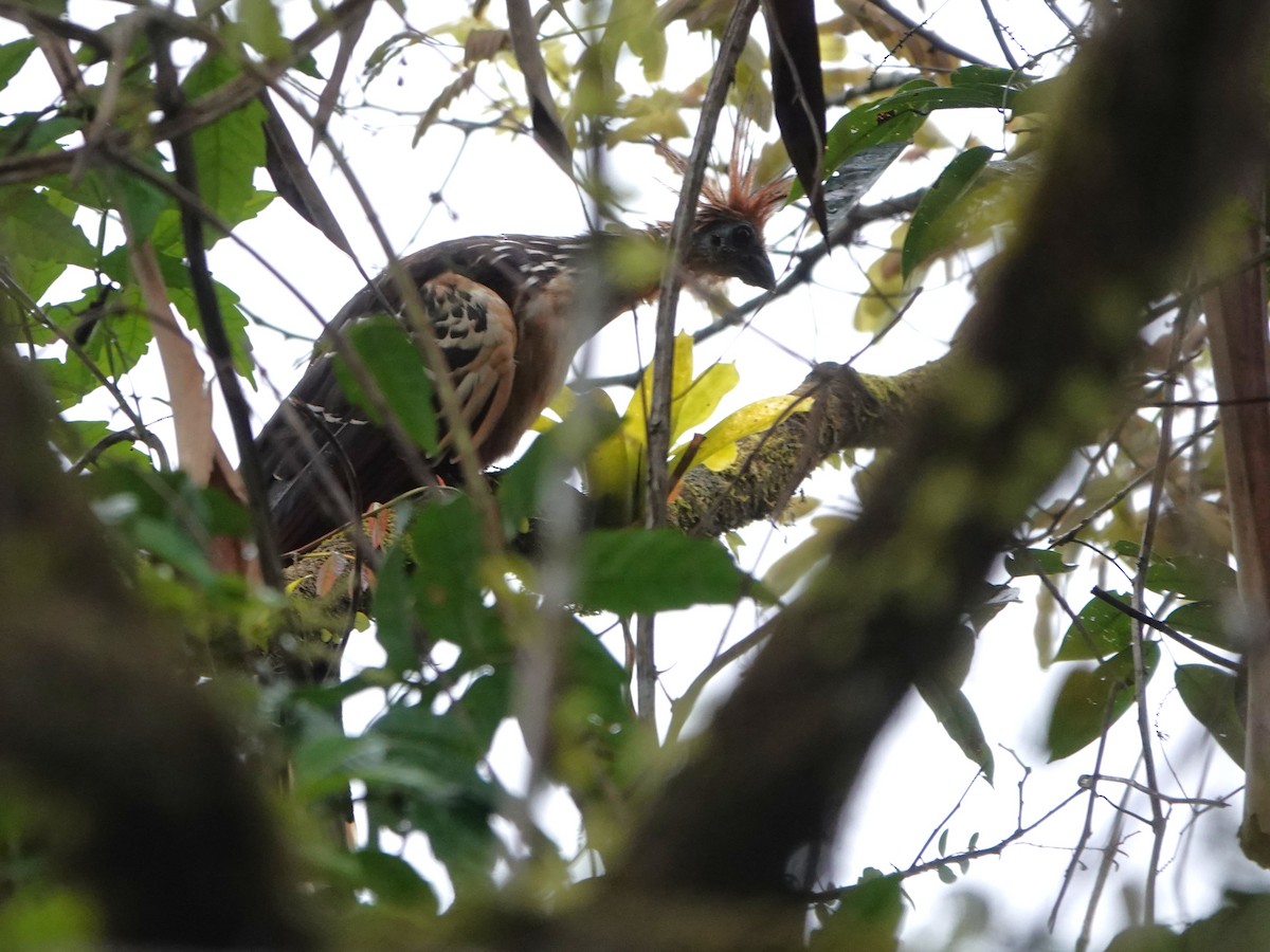 Hoatzin - ML647695551