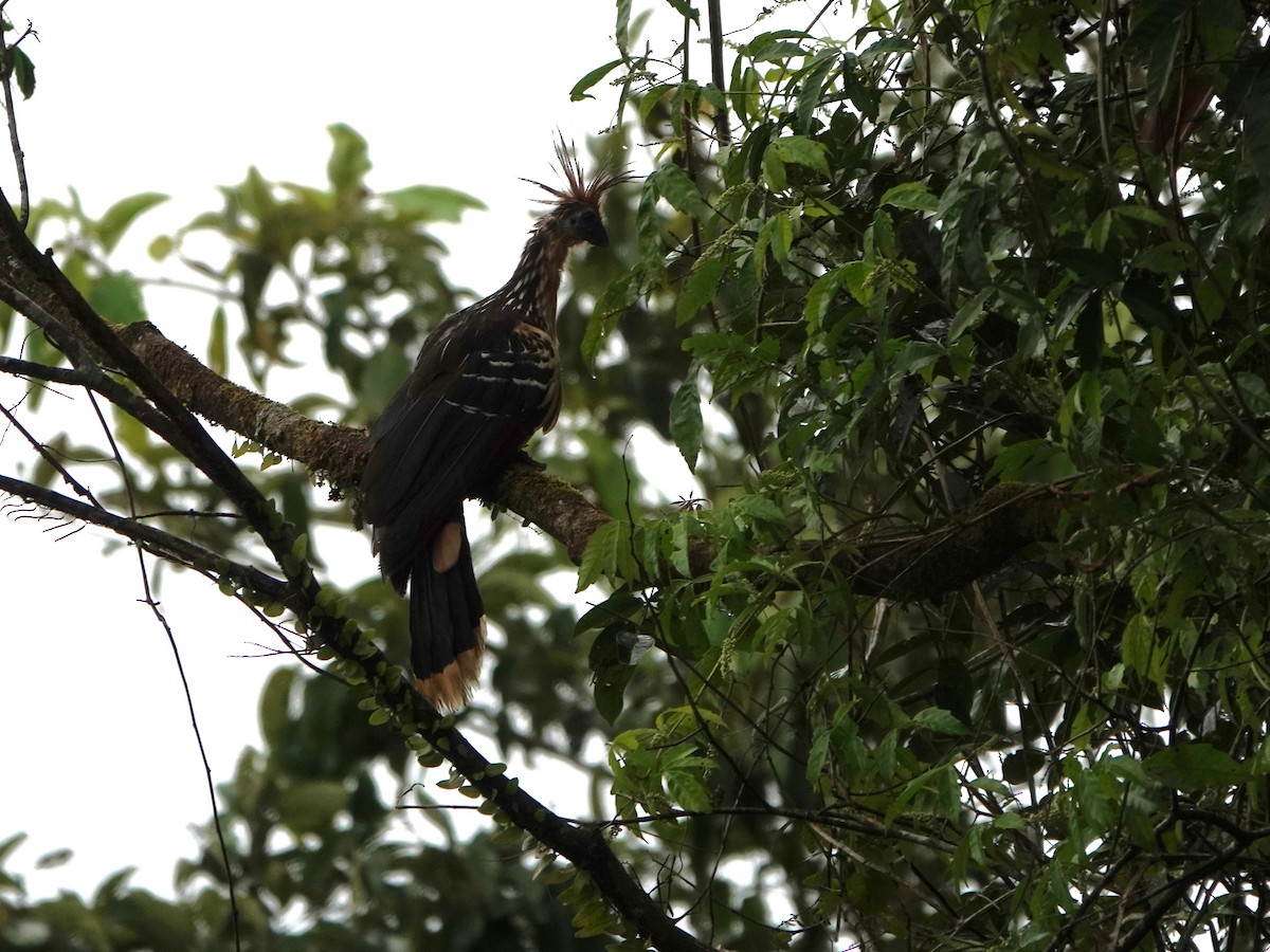 Hoatzin - ML647695552