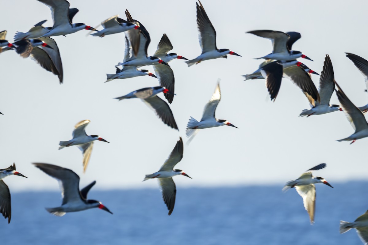 Black Skimmer - ML647695556