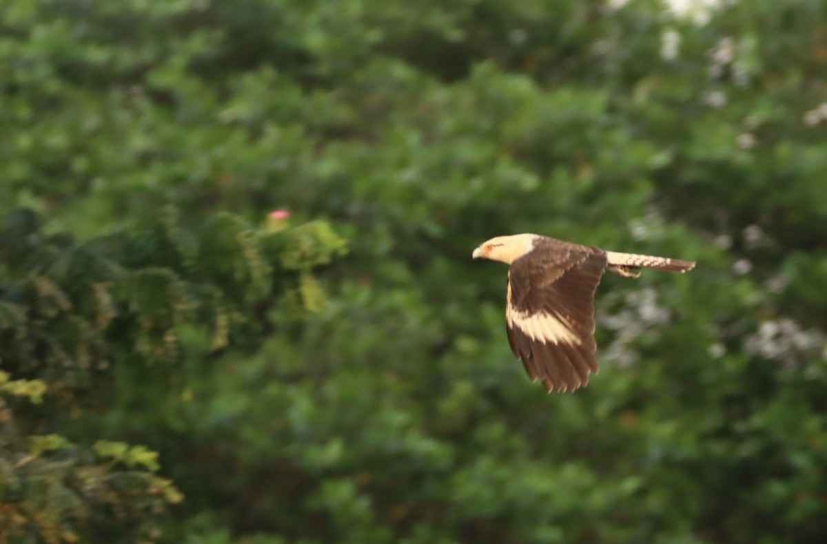 Yellow-headed Caracara - ML647695557