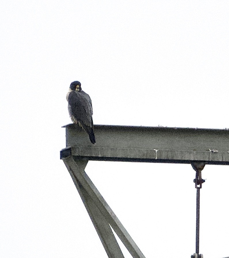 Peregrine Falcon - ML647695558