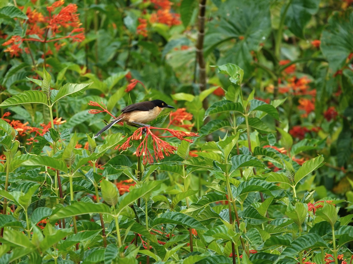 Black-capped Donacobius - ML647695559