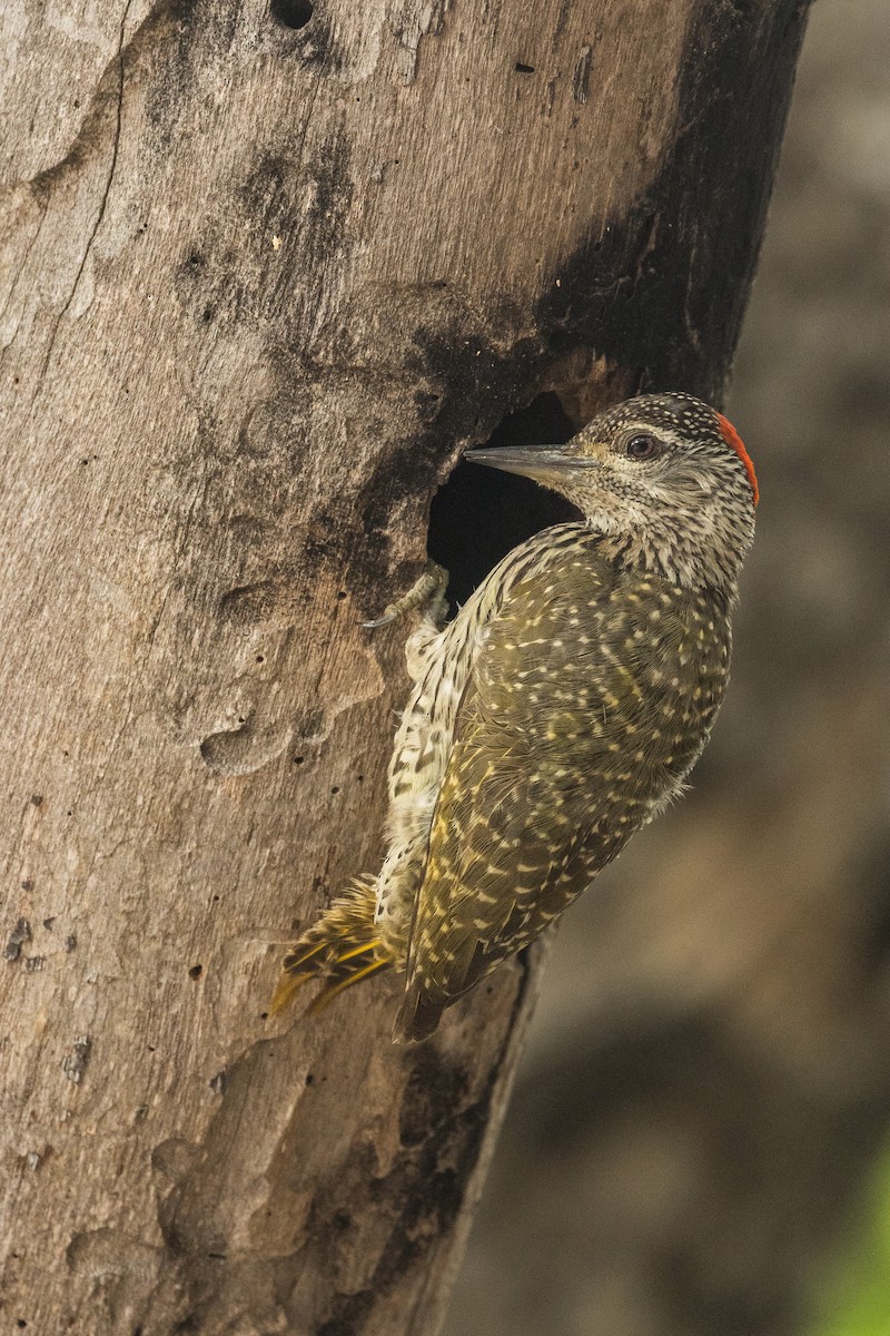 Golden-tailed Woodpecker - ML647695560