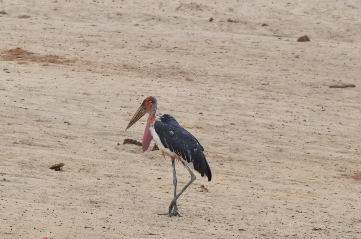 Marabou Stork - ML647695566