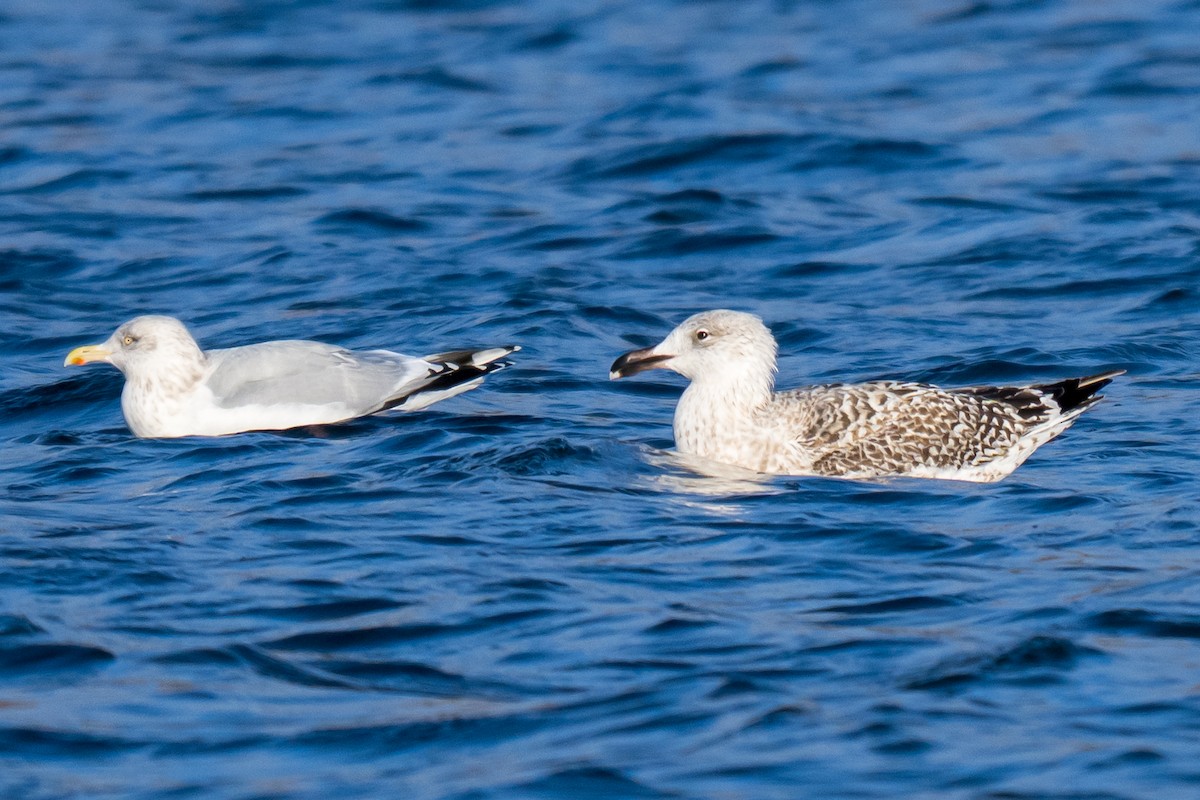 Great Black-backed Gull - ML647695568
