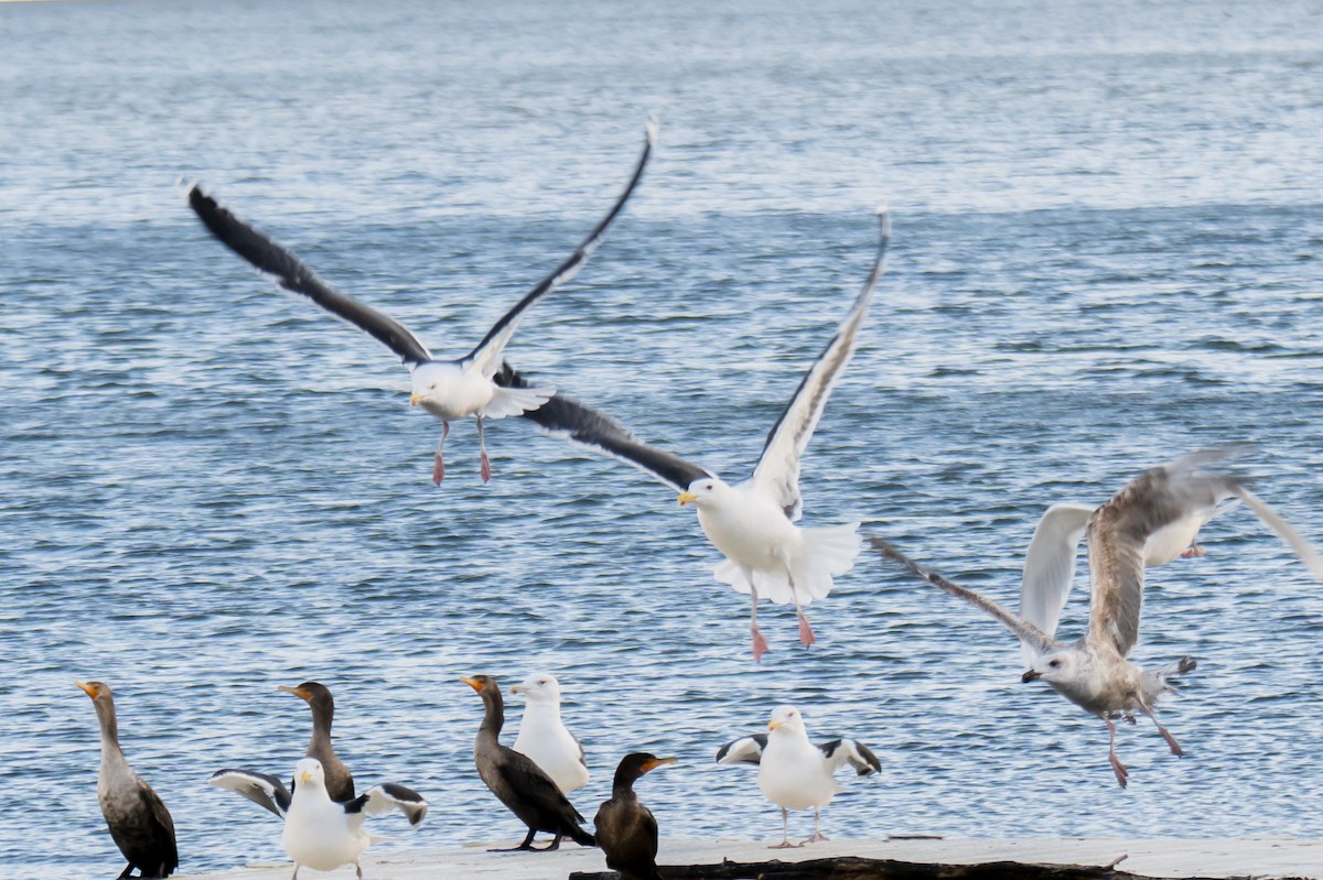 Great Black-backed Gull - ML647695569