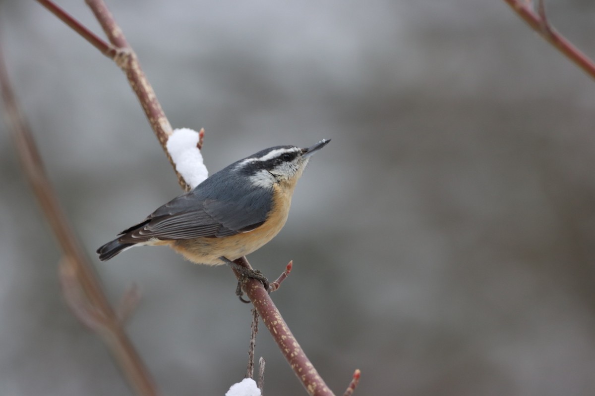 Red-breasted Nuthatch - ML647695570