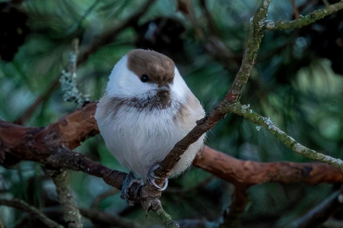 Willow Tit - ML647695573