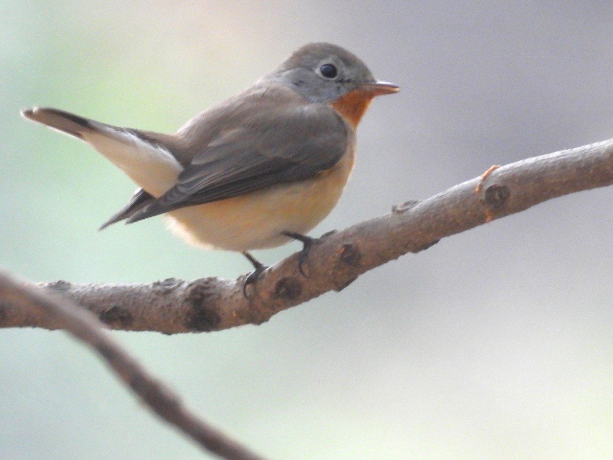 Red-breasted Flycatcher - ML647695574