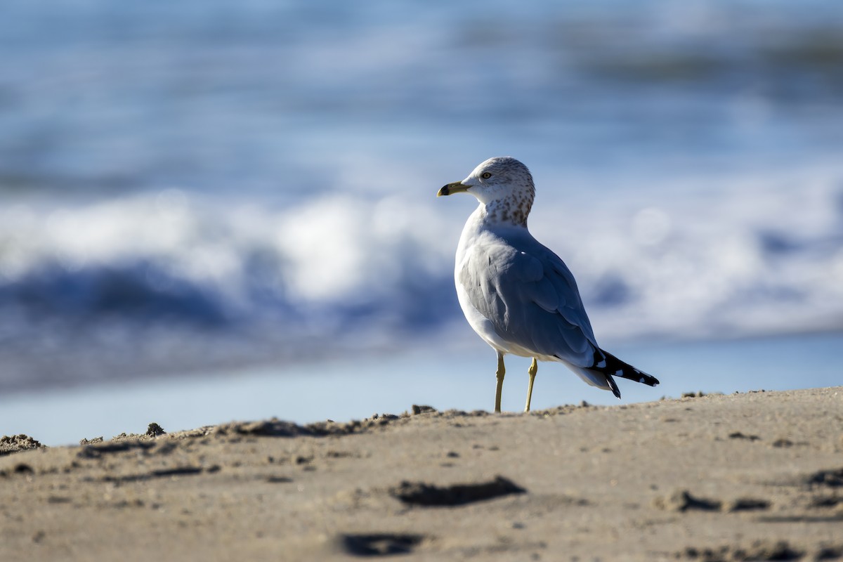 Ring-billed Gull - ML647695577