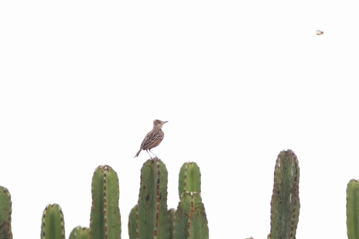 Rufous-naped Lark (Rufous-naped) - ML647695580