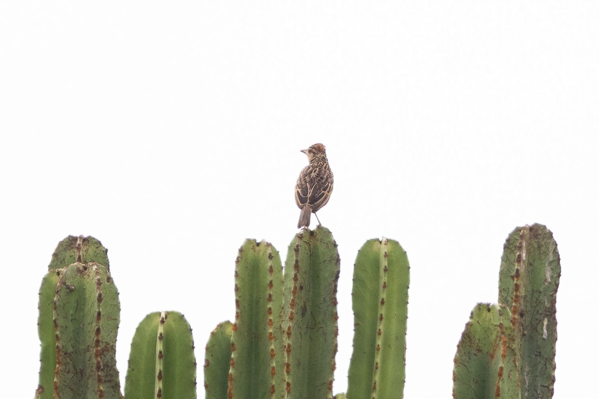 Rufous-naped Lark (Rufous-naped) - ML647695581