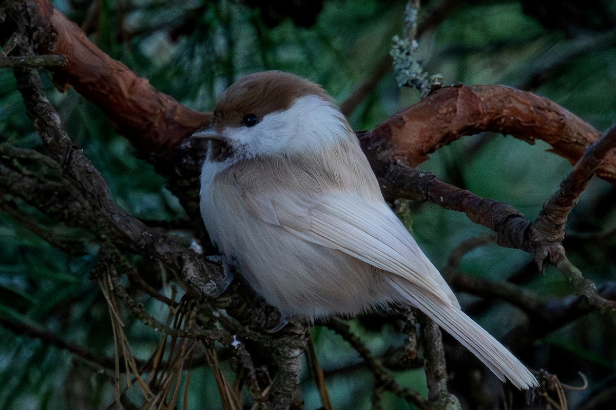 Пухляк - ML647695593