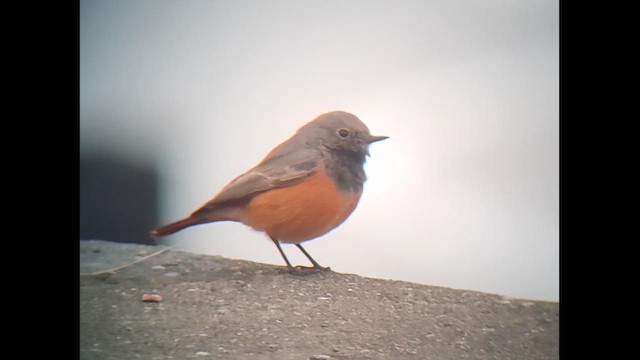 Black Redstart (Eastern) - ML647695599