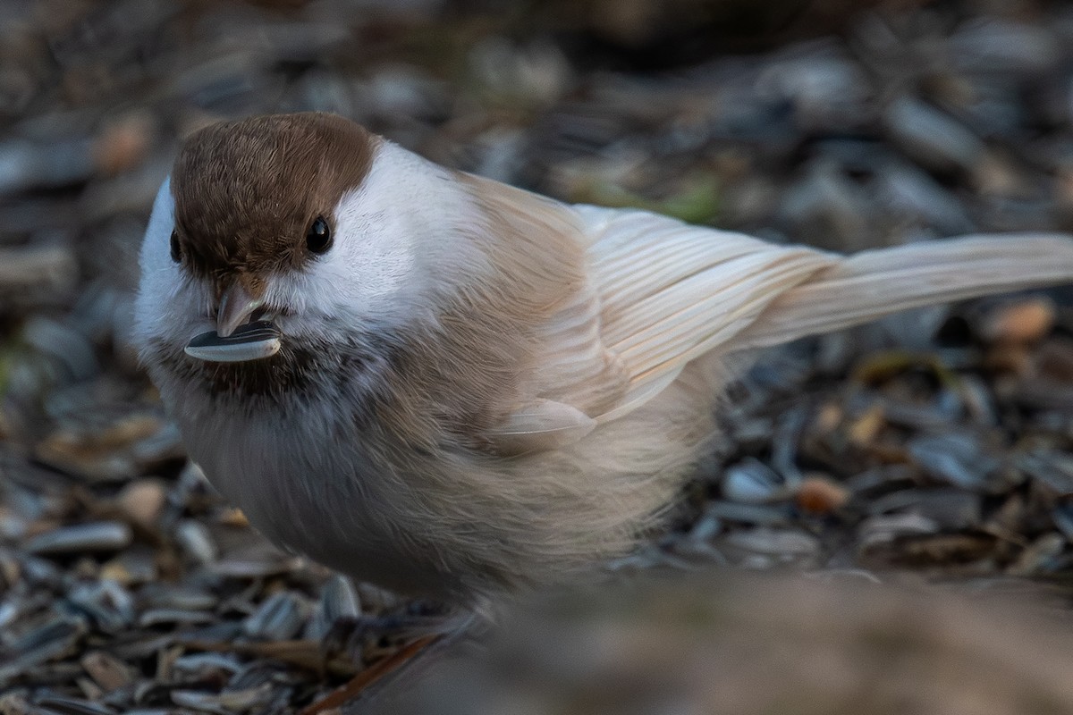 Пухляк - ML647695618