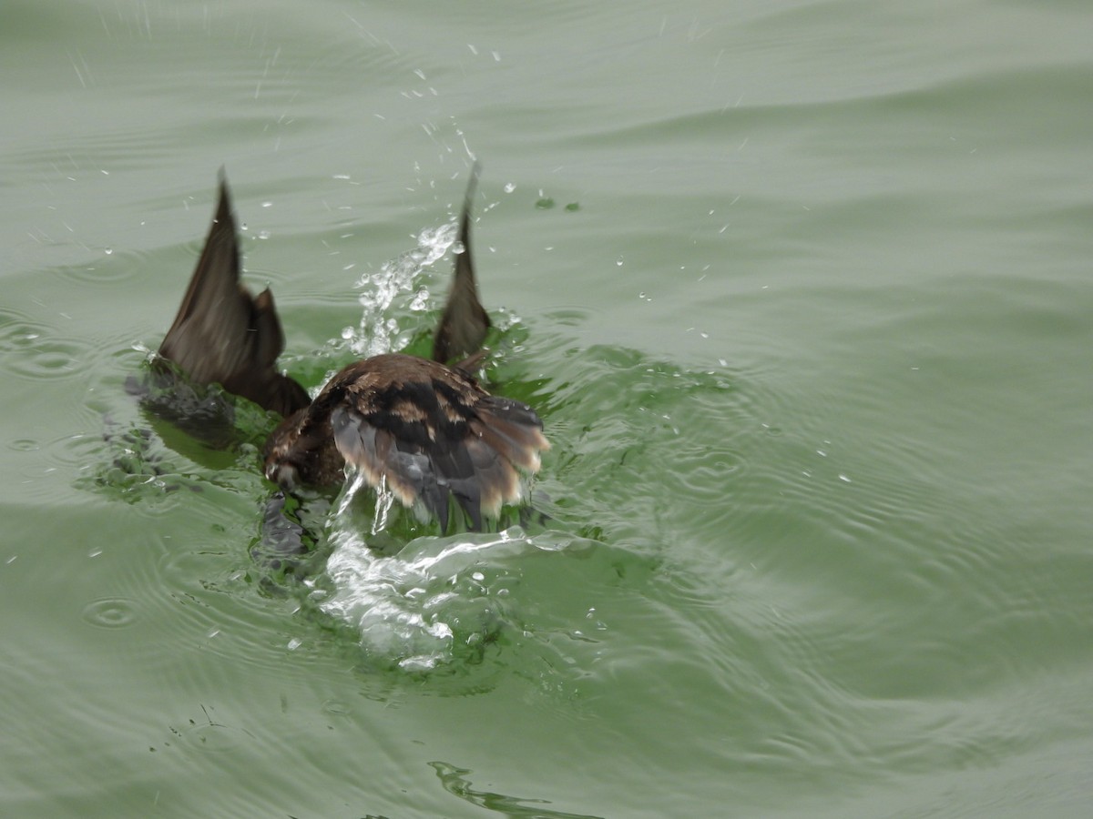 Palyaço Ördeği - ML647695625